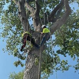 Rumaldo Landscape & Tree Service