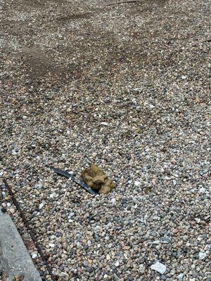 Dog feces in public areas consistently.