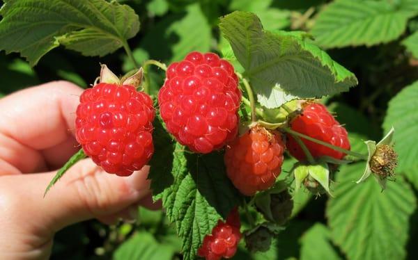 U-pick raspberries at G and S Orchards fruit and vegetable farm market.