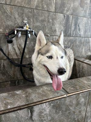 My husky getting a bath