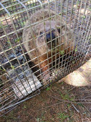 Making a gardener's job a little bit easier by removing this Groundhog!