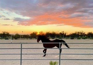 Equine-Assisted Coaching