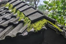 January is a great time to check your roof for moss.