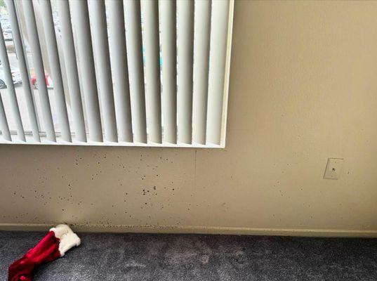 Black mold by livingroom window