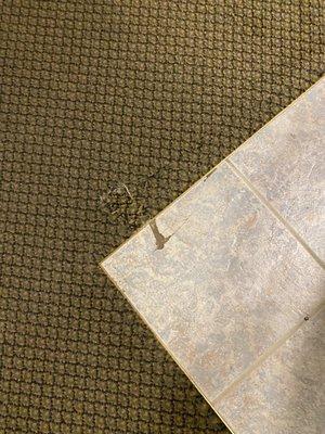 Cracked tiled floor and ripped carpet