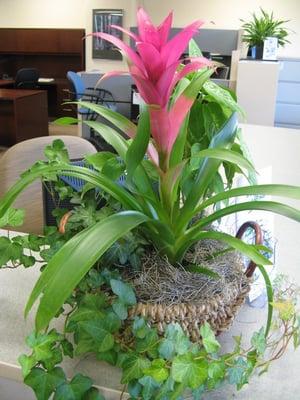 Bromeliad gift basket