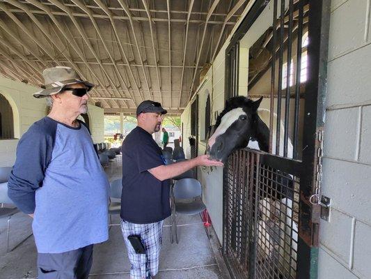 Gypsy Gold Horse Farm