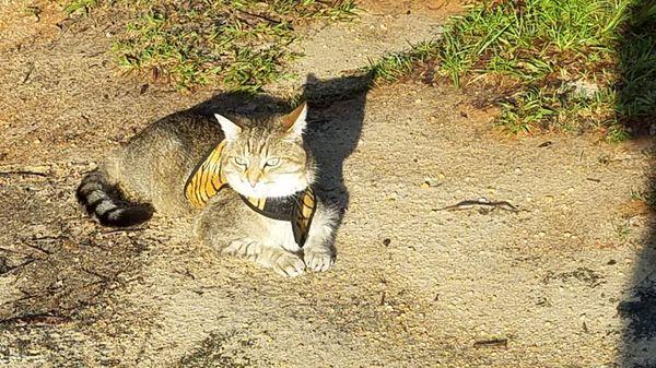 Cat Clinic Of Destin