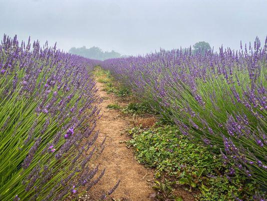 Lavender Field