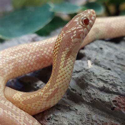 Albino king snake