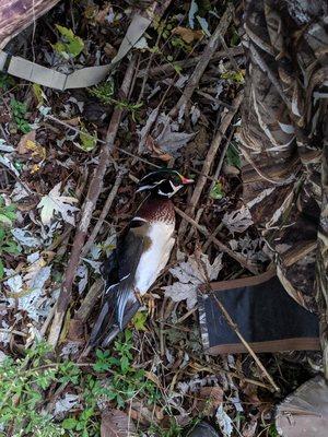 My first wood duck