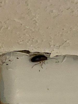 Roaches in the bathroom