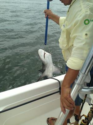 4ft Sand shark