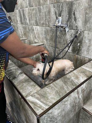 Self serve dog bath