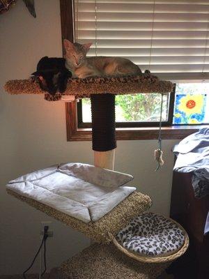 MY CATS IN THEIR HANDMADE LOCAL CAT TREE. I DYED ROPE AND ADDED IT.