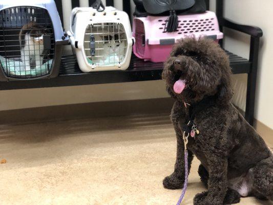 Stella our chocolate mini goldendoodle watching over her life's a Beach Cattery Scottish Folds Kittens