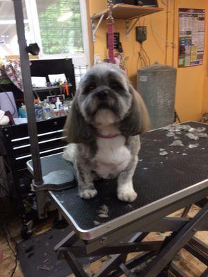 Grooming by puppy clip