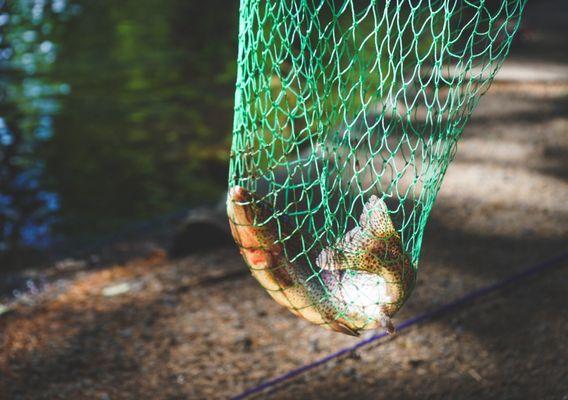 Rainbow Trout Farm