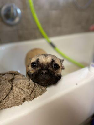 Bath time at Mesa Veterinary Hospital