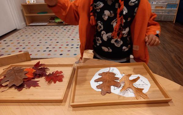 Leaves theme: Children match leaves with leaf pictures to develop shape recognition