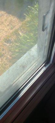 Larvae and dead wasp on our window sill.