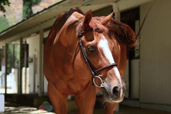 "Nugget"  he is one of our many amazing lesson horses