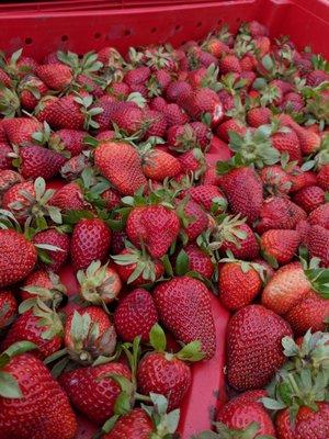 Freshly picked strawberries. So tempting to eat.