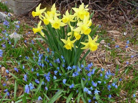 Jung Seed daffodills and squill landscape