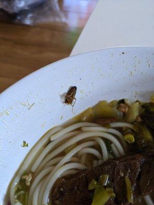 A cockroach in the beef noodle soup