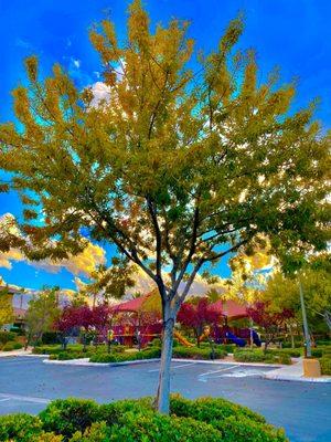 An Ash tree (& a pretty picture!)