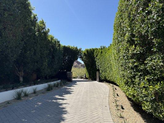 Ficus Hedge and archway trimmed and shaped. Tree Pruning; Tree Removal; Tree Trimming