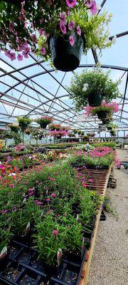 Inside one of the green houses