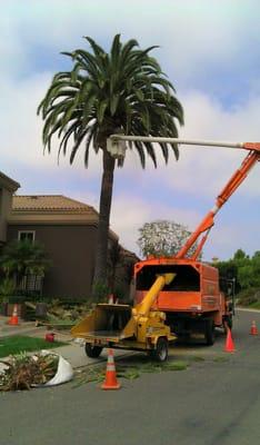 Palm Trimming