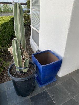 My new cactus, just delivered by the kind fellow from Dream Garden, and ready to be repotted.