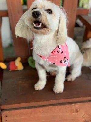 Daisy fresh from the groomer with her cute bandana!