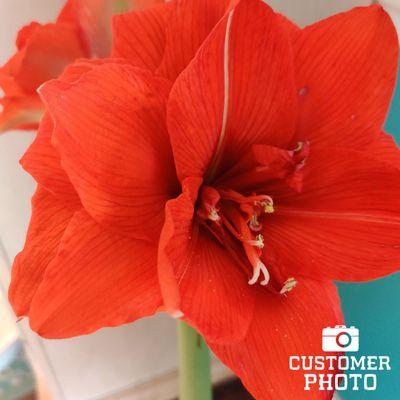 Red Amaryllis