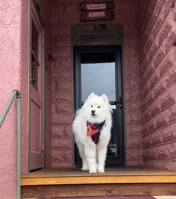 Before the devastating groom job that my dog had that may have ruined him forever.