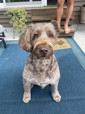 Golden doodle groomer