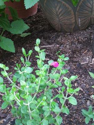 Pink skullcap