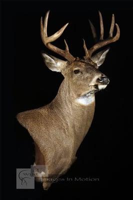 Whitetail pedestal