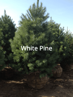 White Pine