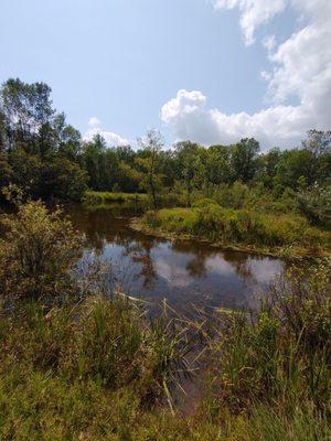 Island in Todd's Pond