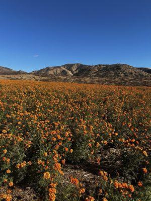 Marigolds