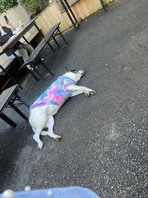 stella partied too hard at mcmahons!