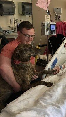 Therapy Dog Macy visiting patients in the hospital.