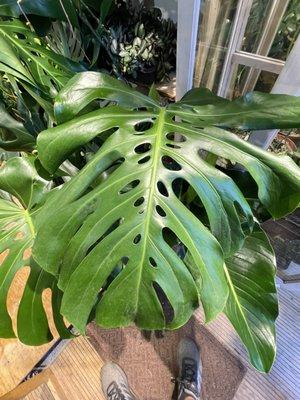 The amazing fen strati is on this Monstera Deliciosa.