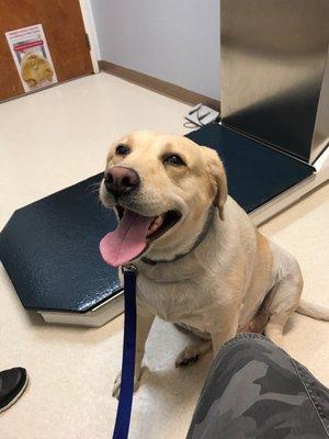 Chubbz getting her annual Rabies Shot