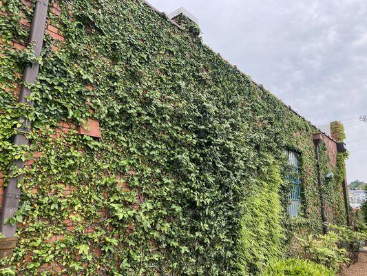 Topiary wall.