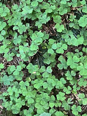 Three leaf clover along the way.