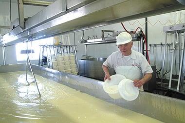 Packing curd, part of the cheesemaking process.